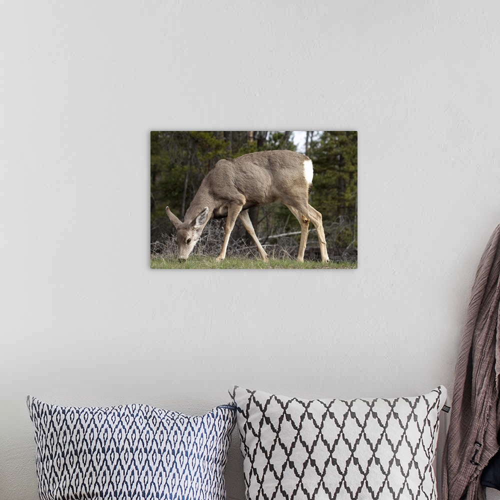 A bohemian room featuring Mule Deer (Odocoileus hemionus), Jasper National Park, Alberta, Canada