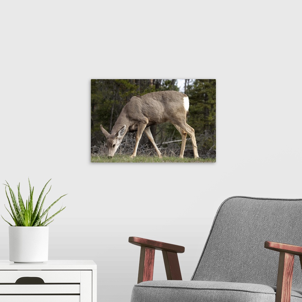 A modern room featuring Mule Deer (Odocoileus hemionus), Jasper National Park, Alberta, Canada