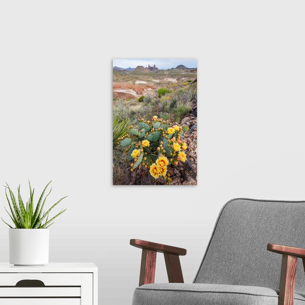 A modern room featuring Mule Ears formation and prickly pear flowers in Big Bend National Park