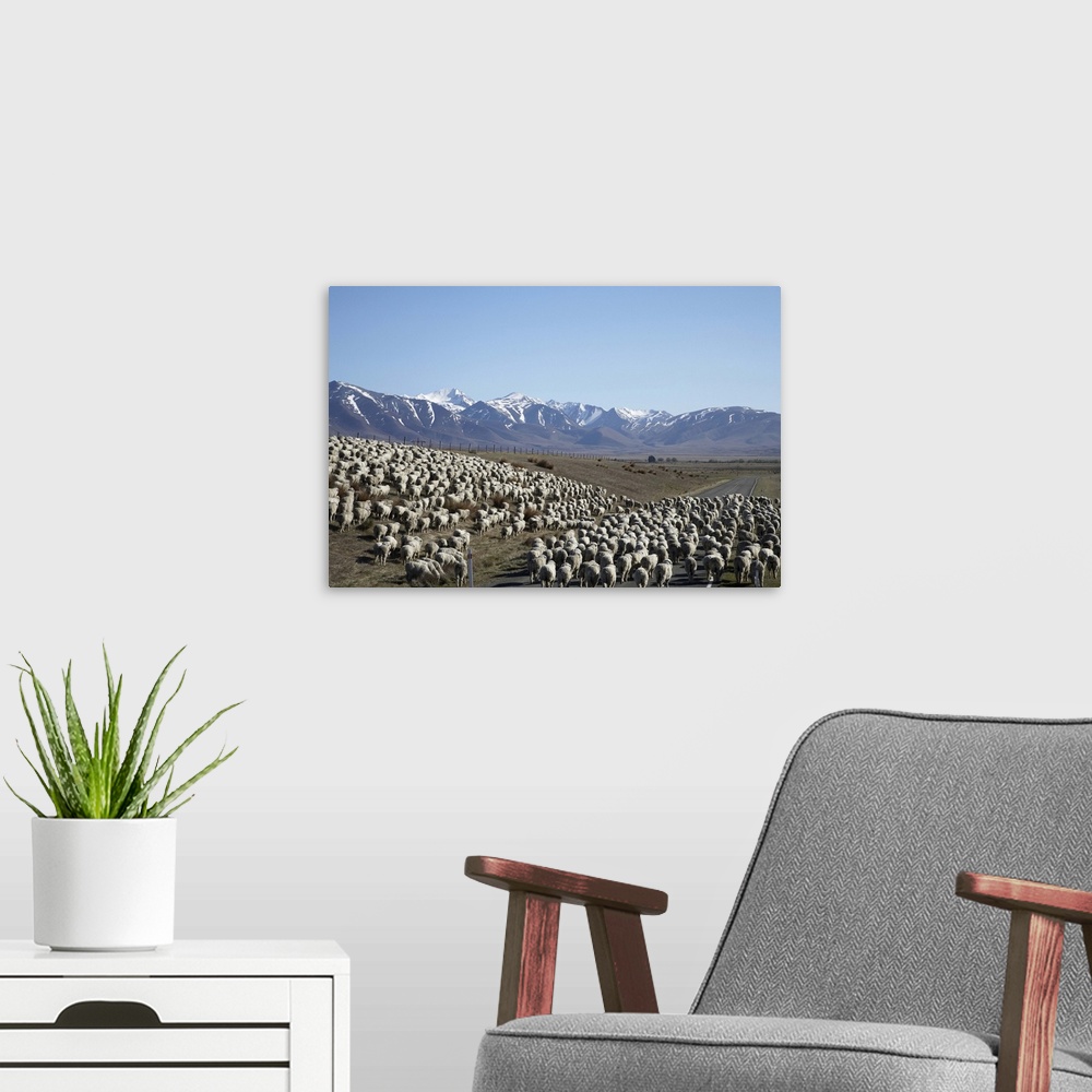 A modern room featuring Mustering Sheep near Twizel, Mackenzie Country, South Canterbury, South Island, New Zealand