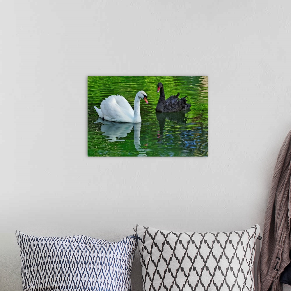 A bohemian room featuring Mute Swan and Australian Mute Swan