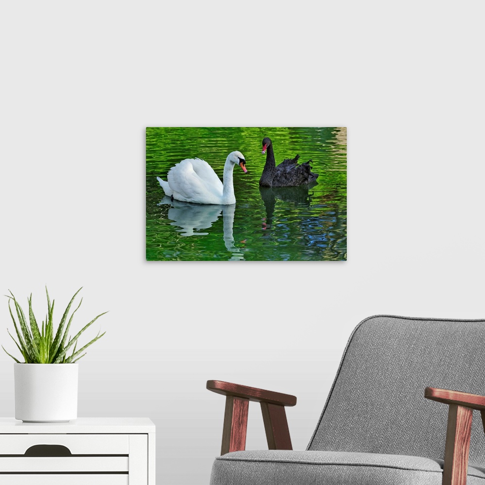 A modern room featuring Mute Swan and Australian Mute Swan