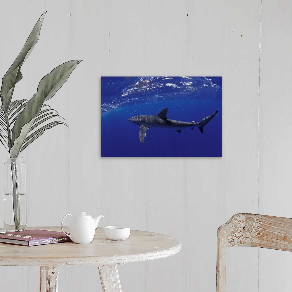 A farmhouse room featuring NA, Mexico, Socorro Islands.Silky shark (Carcarhinus falciformis)