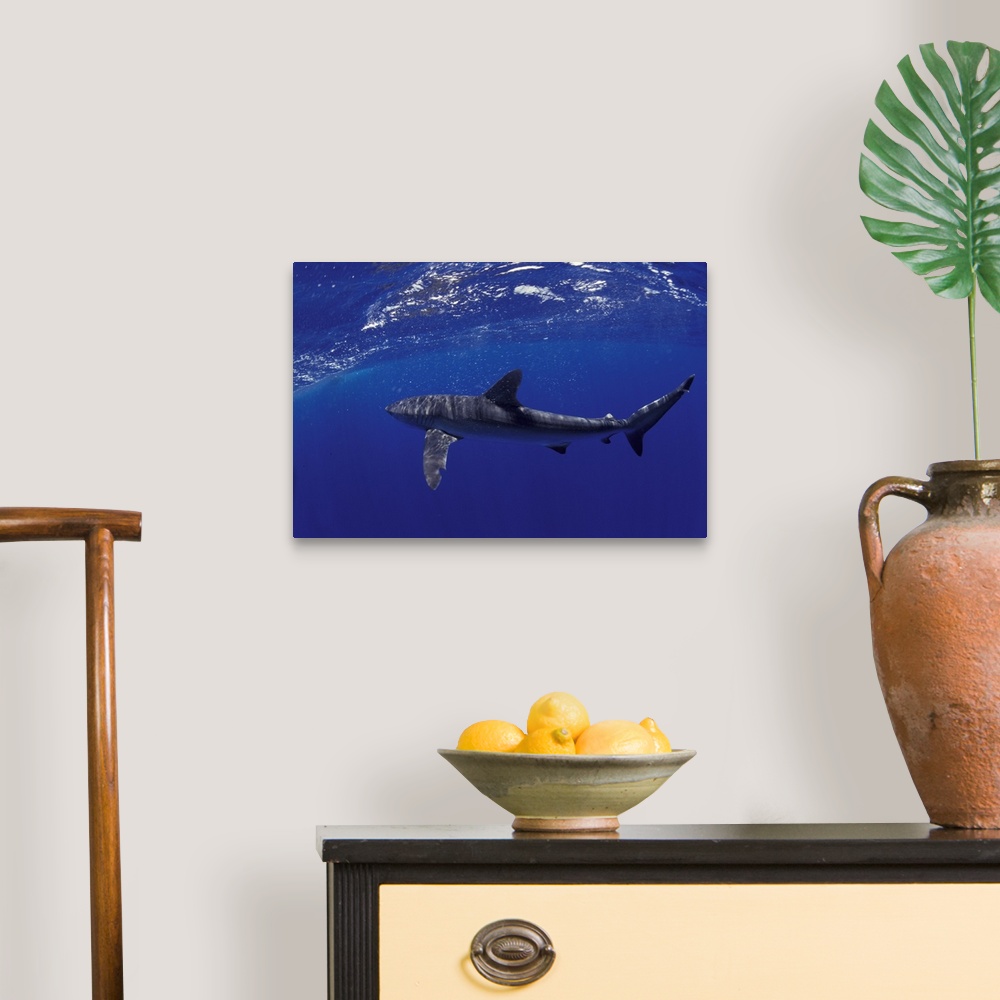 A traditional room featuring NA, Mexico, Socorro Islands.Silky shark (Carcarhinus falciformis)