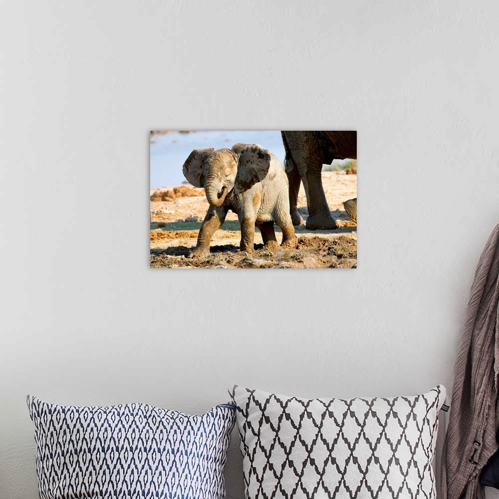A bohemian room featuring Namibia, Africa: Baby African Elephant in Mud, Halali Resort, Etosha Pan.