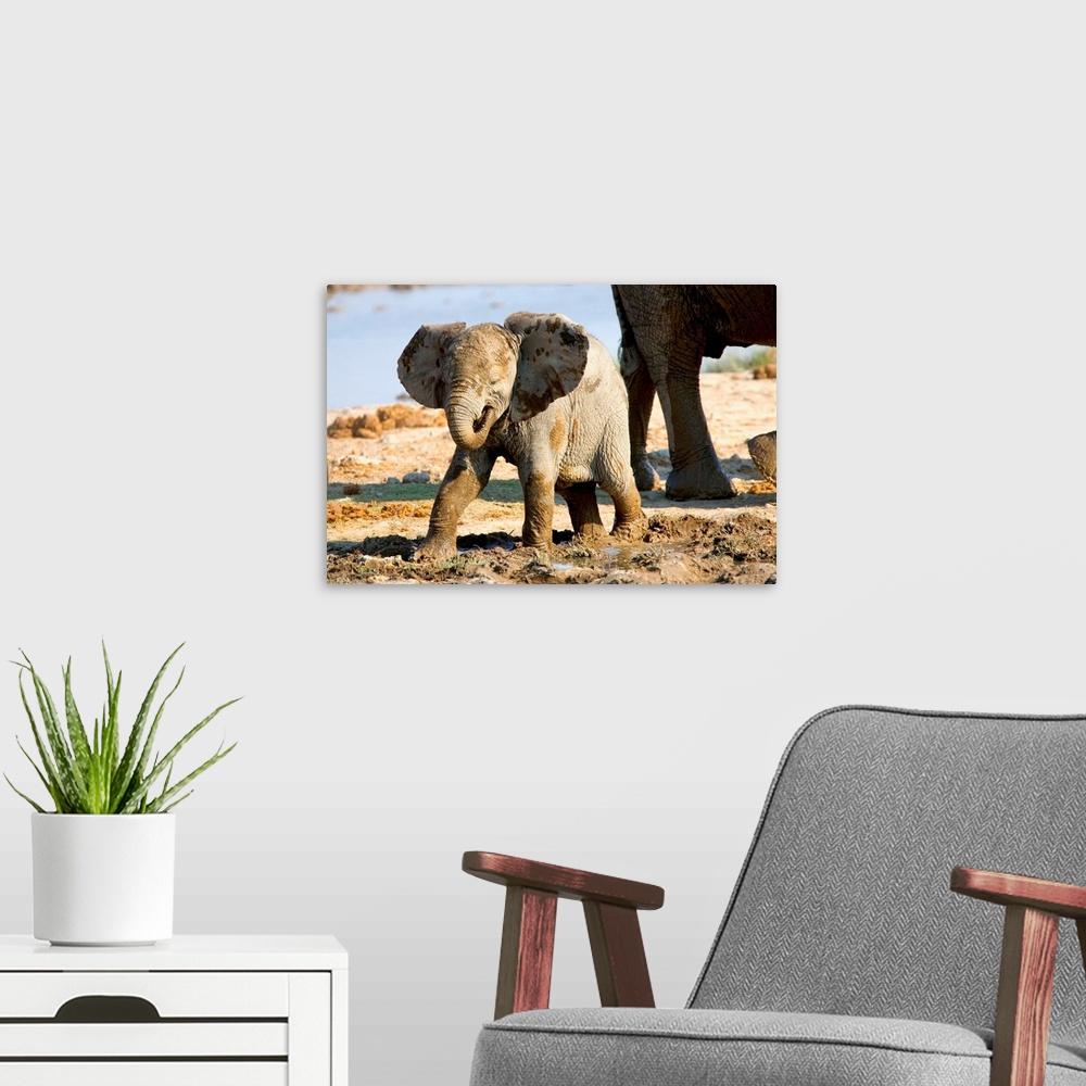 A modern room featuring Namibia, Africa: Baby African Elephant in Mud, Halali Resort, Etosha Pan.