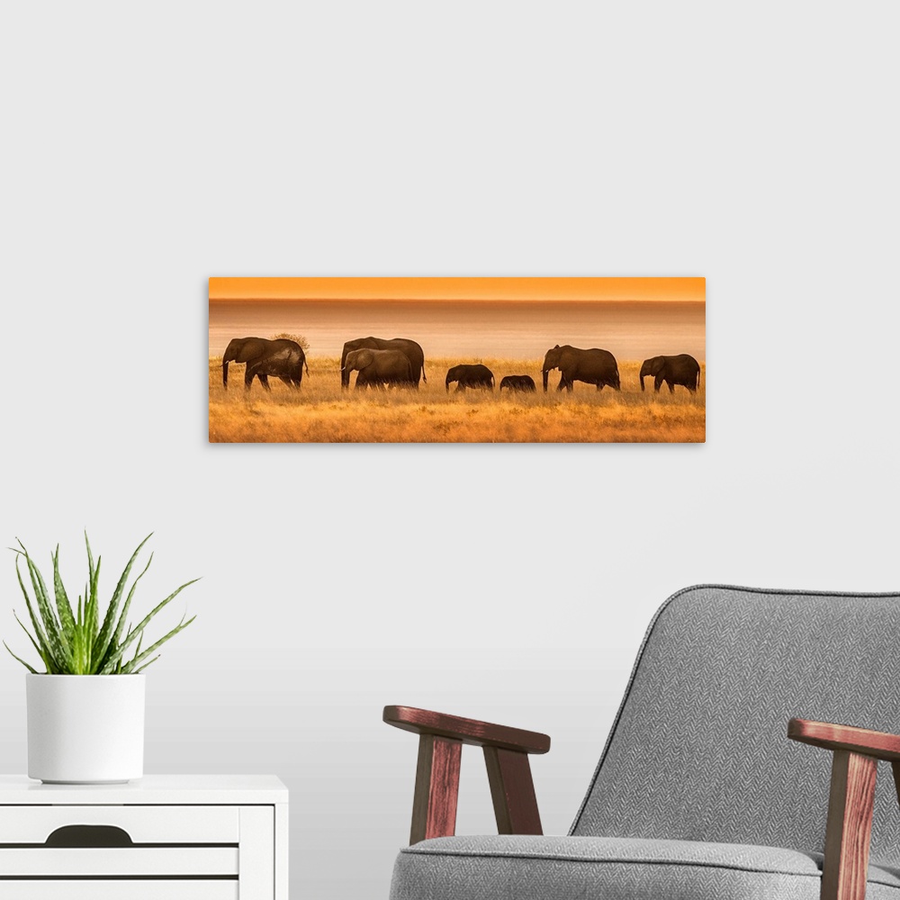 A modern room featuring Etosha National Park, Namibia, Africa. Elephants walk in a line at sunset.