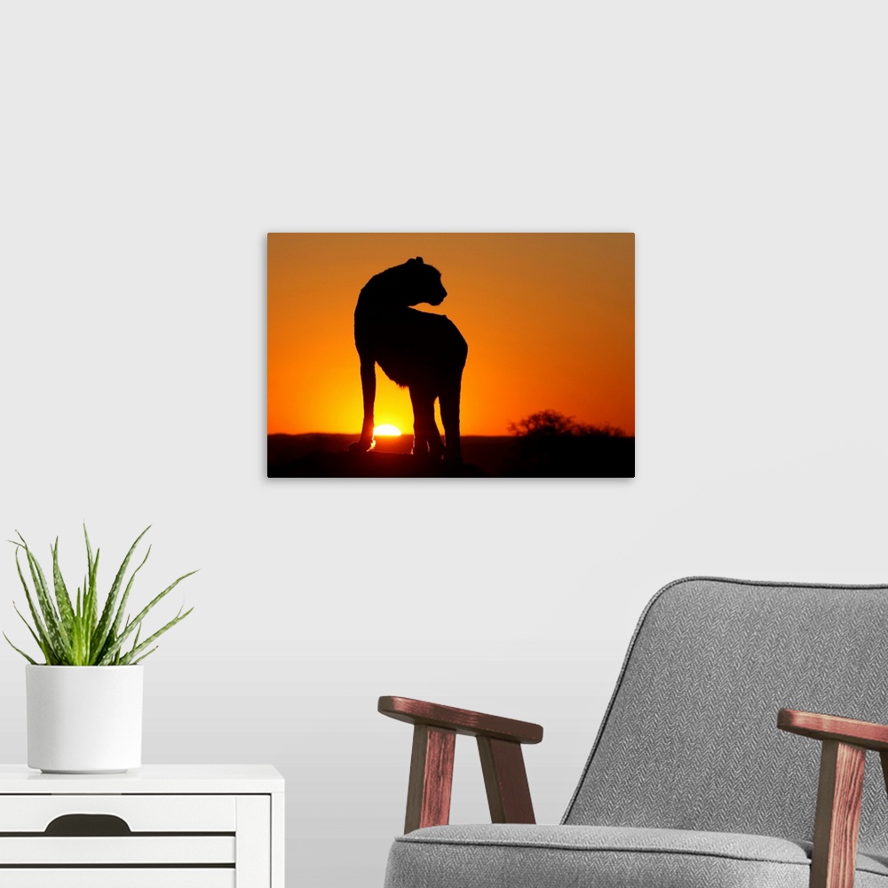 A modern room featuring Namibia. Cheetah silhouette at sunset.