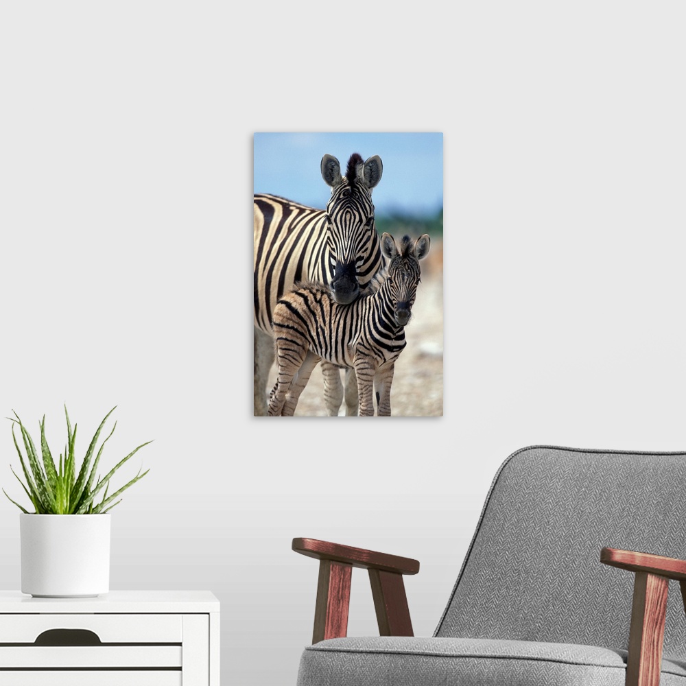 A modern room featuring Namibia, Etosha National Park, Zebra herd gathers on salt pan near water hole.
