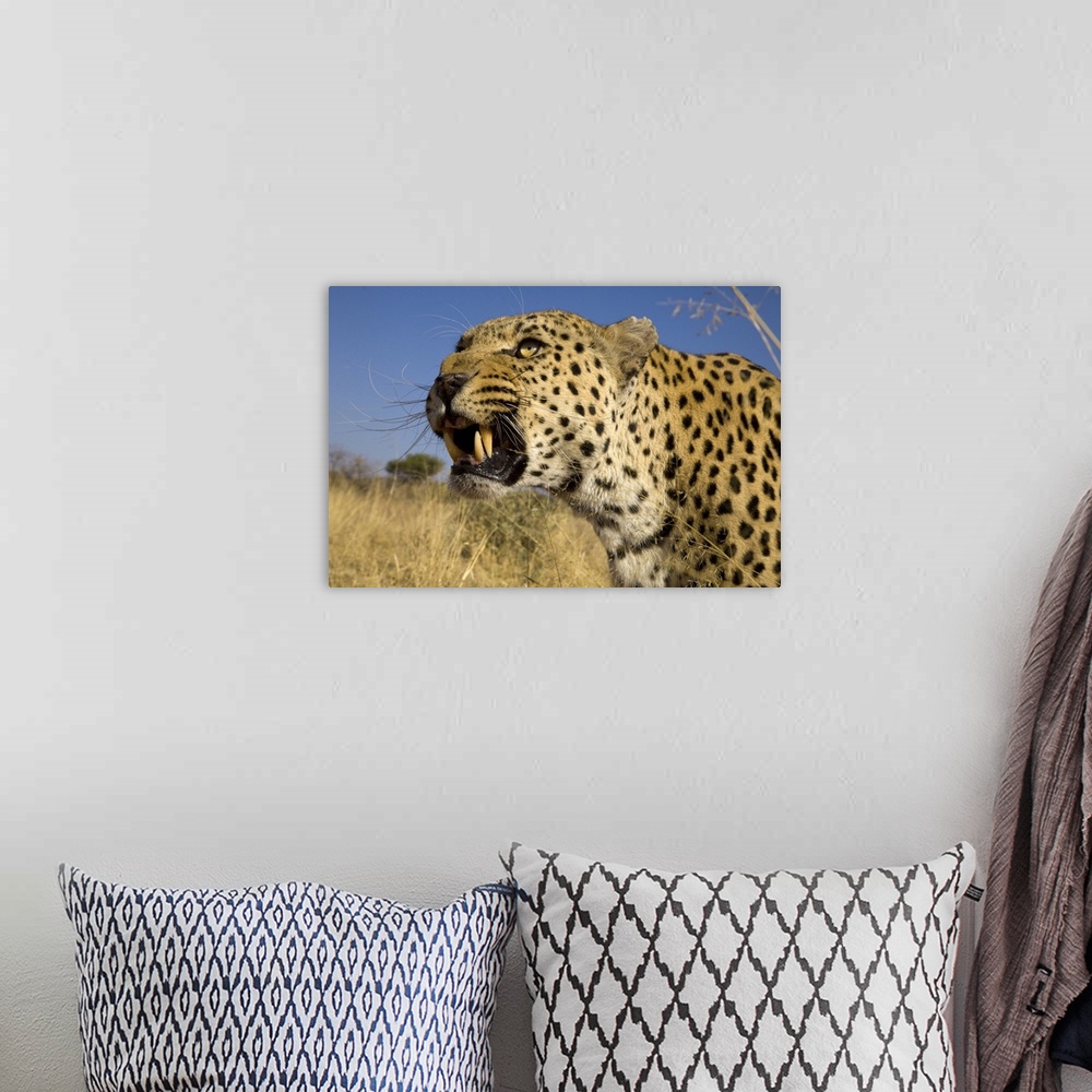 A bohemian room featuring Africa, Namibia. Leopard snarling.