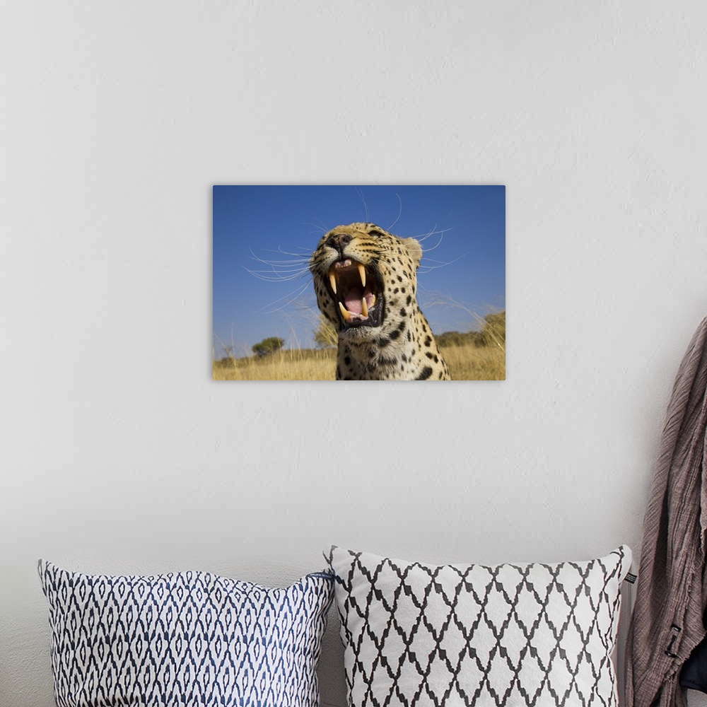 A bohemian room featuring Africa, Namibia. Leopard snarling.
