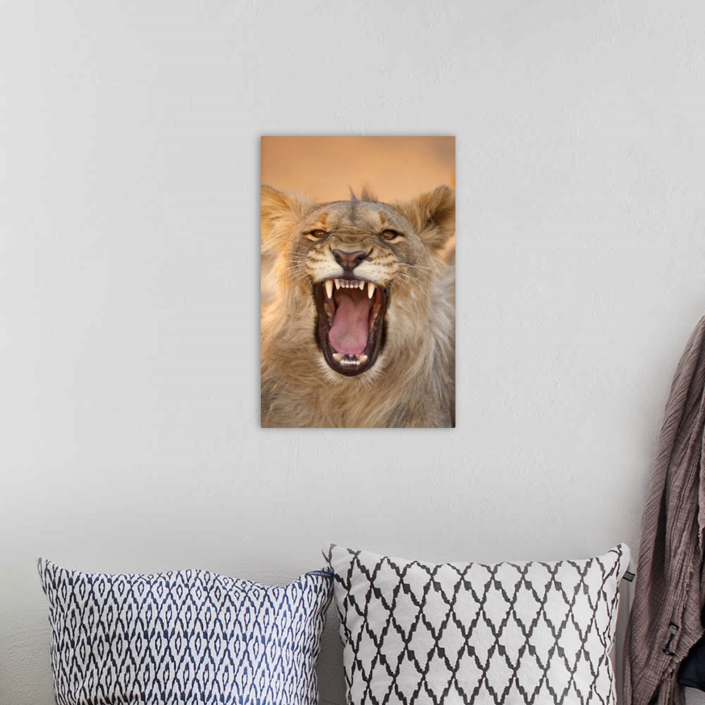 A bohemian room featuring Africa, Namibia. Male lion growling.