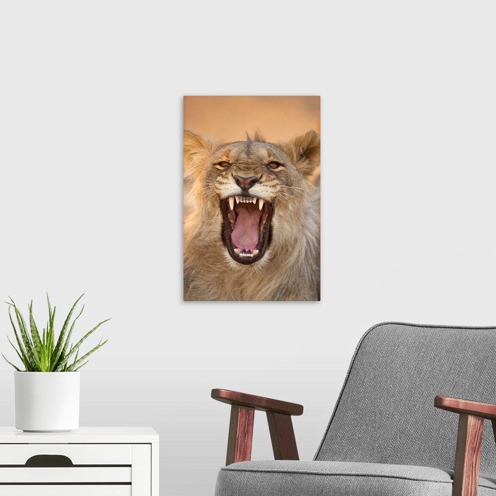 A modern room featuring Africa, Namibia. Male lion growling.