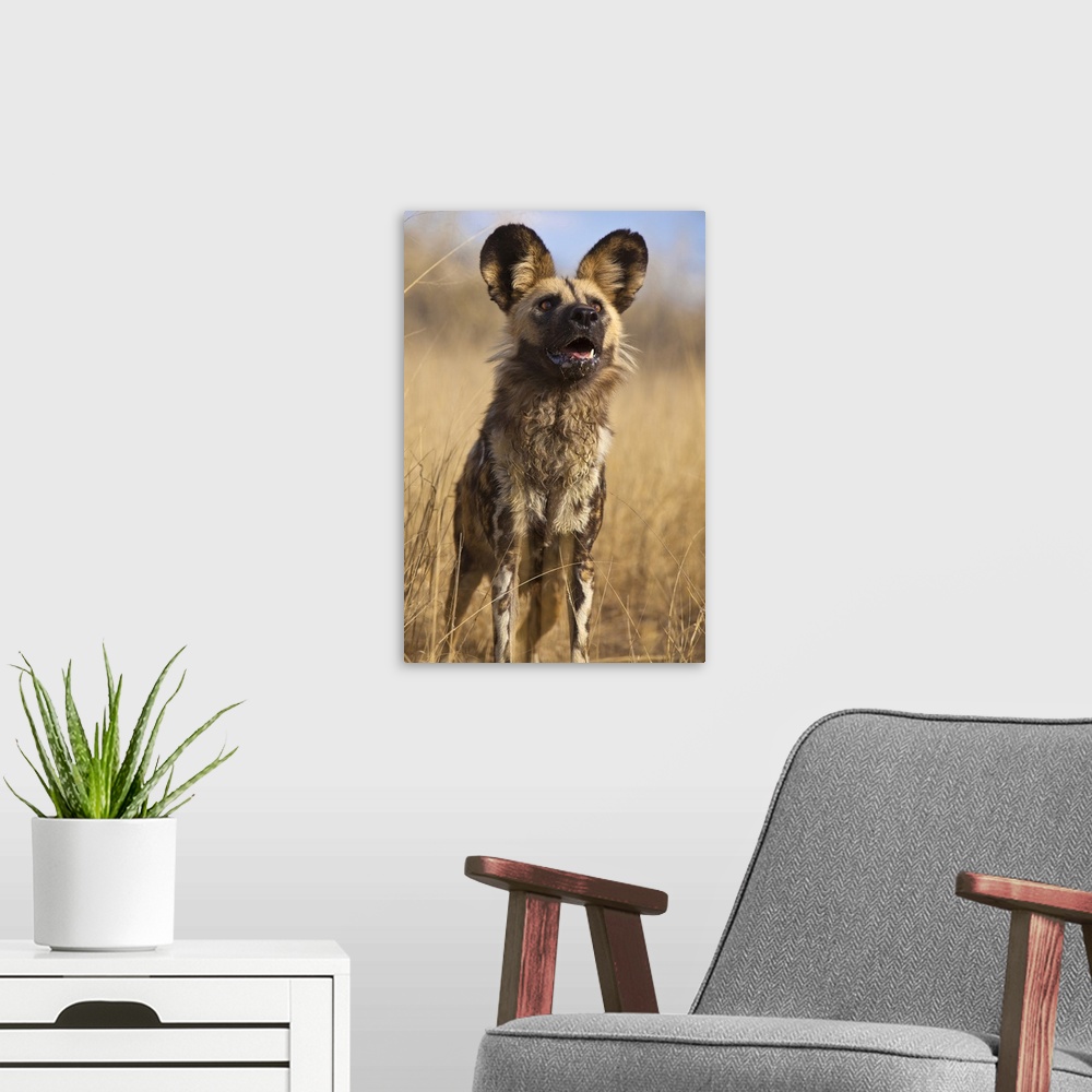 A modern room featuring Africa, Namibia. Wild dog close-up.