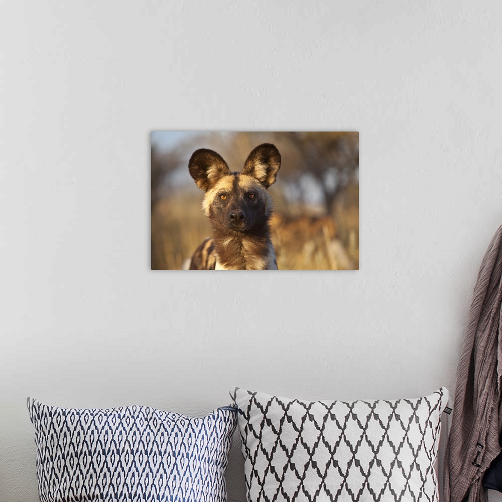 A bohemian room featuring Africa, Namibia. Wild dog portrait.