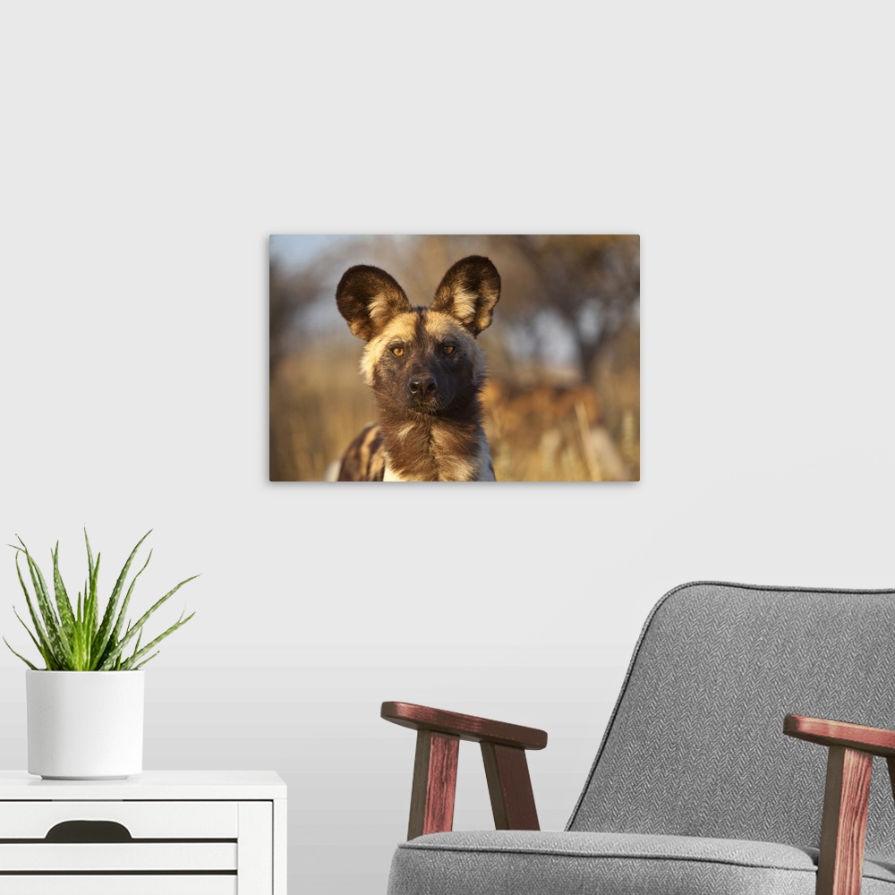 A modern room featuring Africa, Namibia. Wild dog portrait.