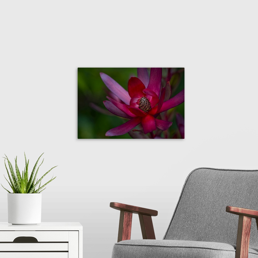 A modern room featuring Native Hawaiian wildflower Protea, 'Safari Sunset'.