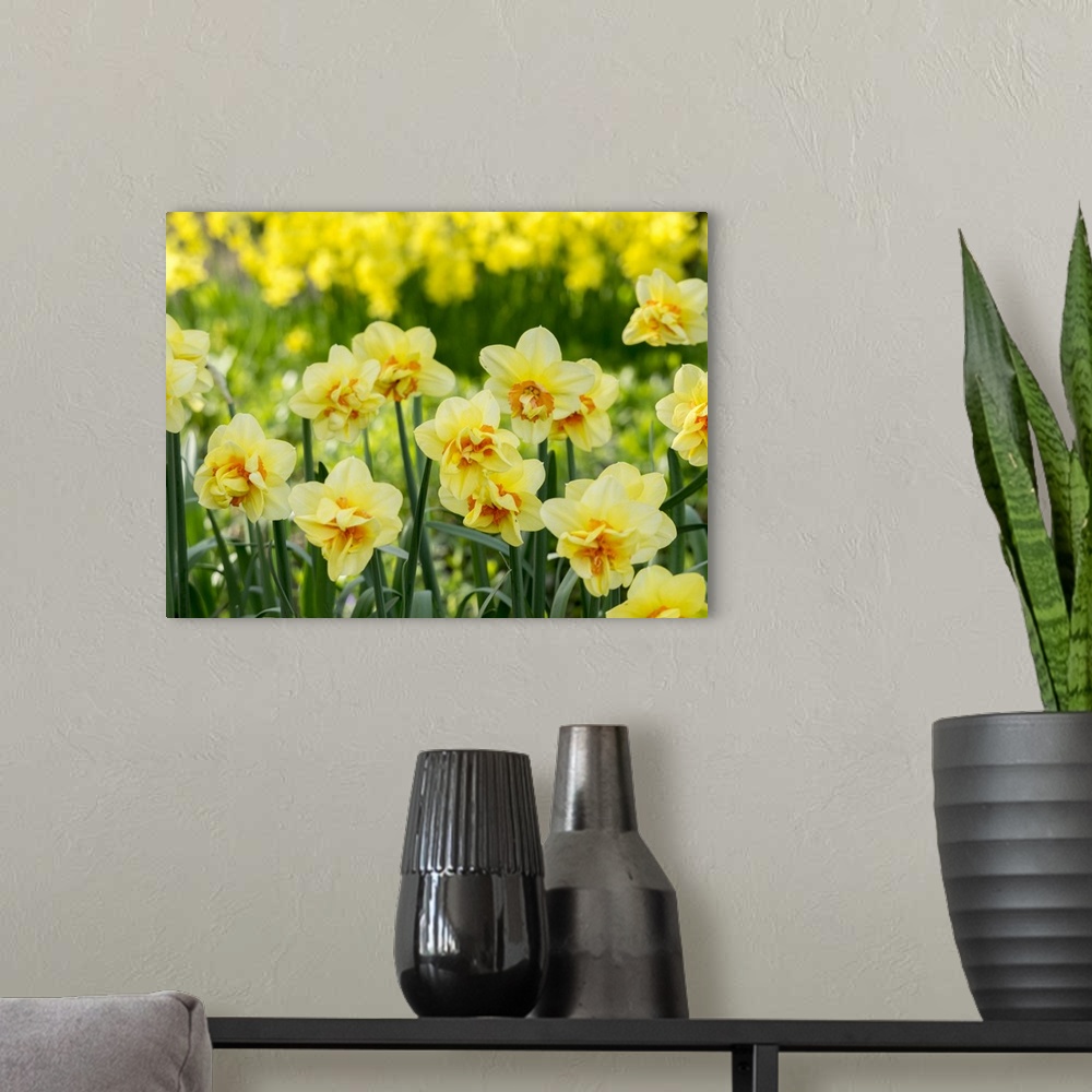 A modern room featuring Netherlands, Lisse. A variety of yellow and orange double daffodils (Narcissus hybrids).