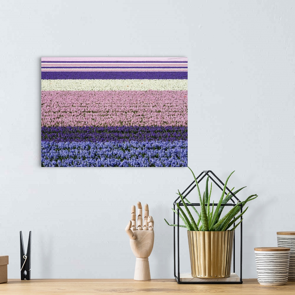 A bohemian room featuring Netherlands, Lisse. Agricultural field of hyacinths.