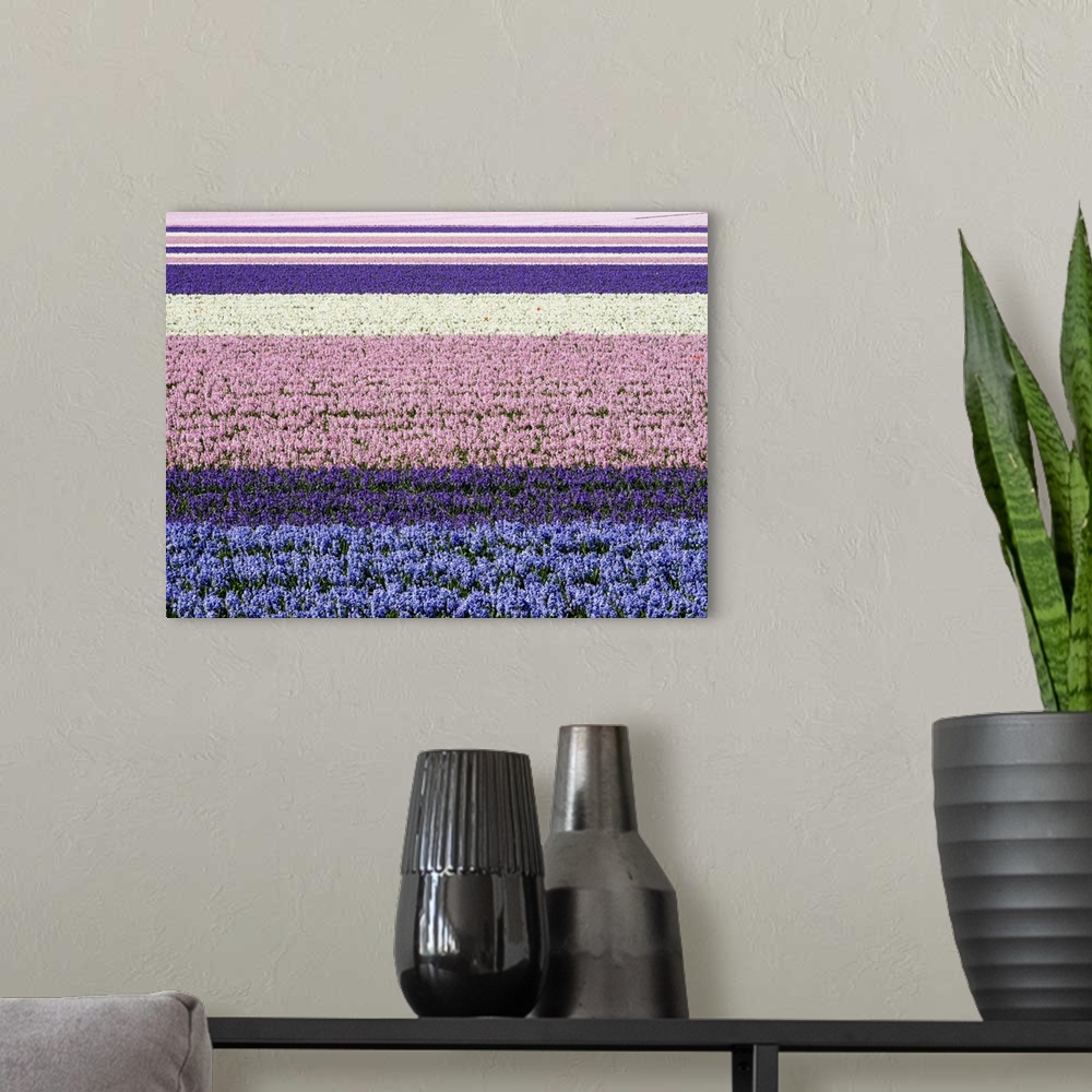 A modern room featuring Netherlands, Lisse. Agricultural field of hyacinths.