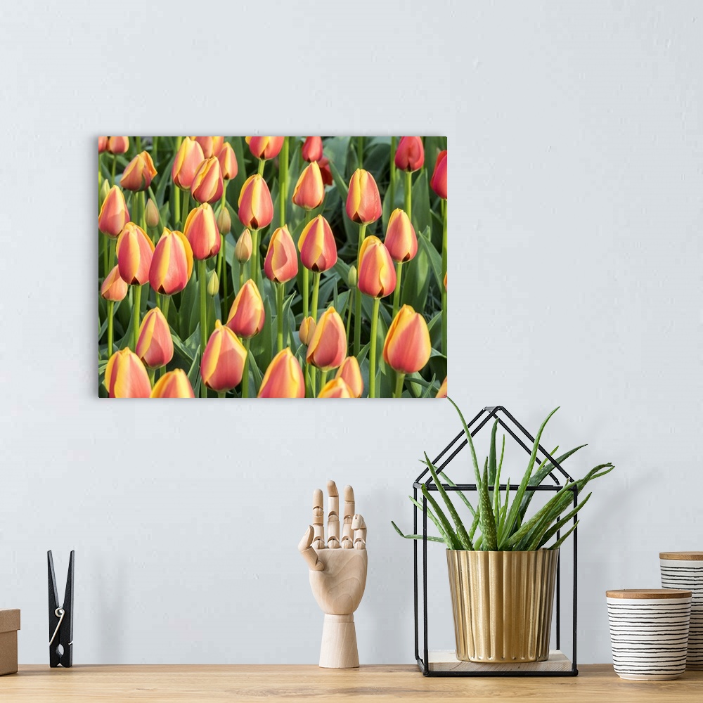 A bohemian room featuring Netherlands, Lisse. Closeup of a group of yellow and orange colored tulips.
