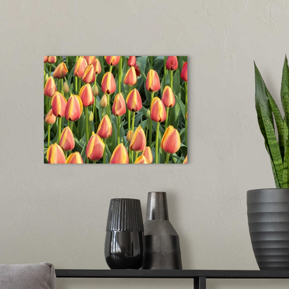 A modern room featuring Netherlands, Lisse. Closeup of a group of yellow and orange colored tulips.