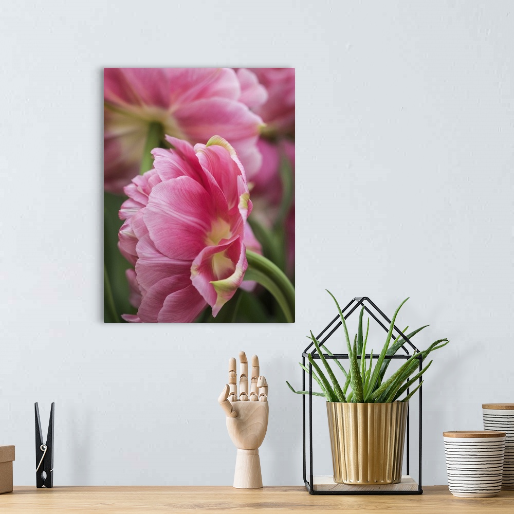 A bohemian room featuring Netherlands, Lisse. Closeup of a pink tulip flower.