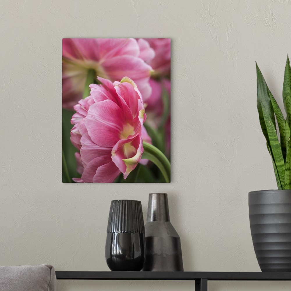 A modern room featuring Netherlands, Lisse. Closeup of a pink tulip flower.