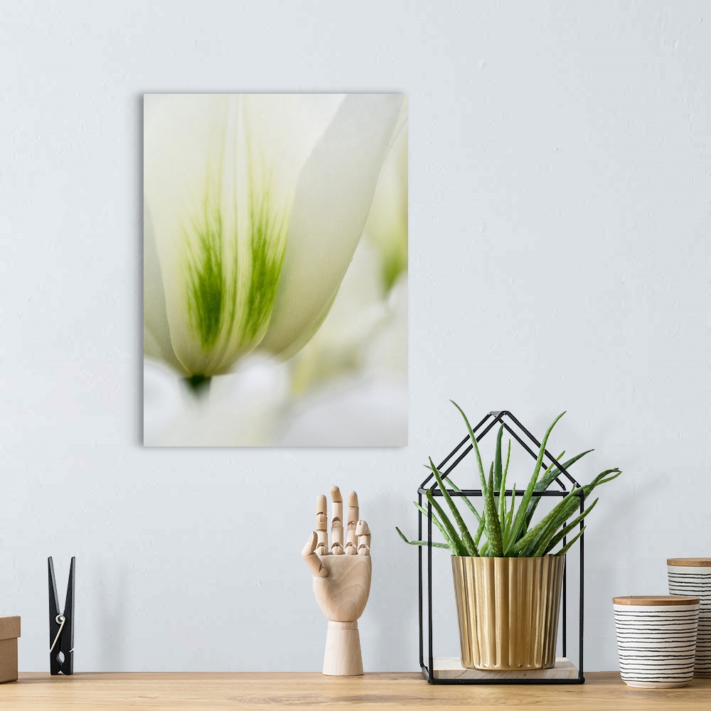 A bohemian room featuring Netherlands, Lisse. Closeup of a white and green tulip.