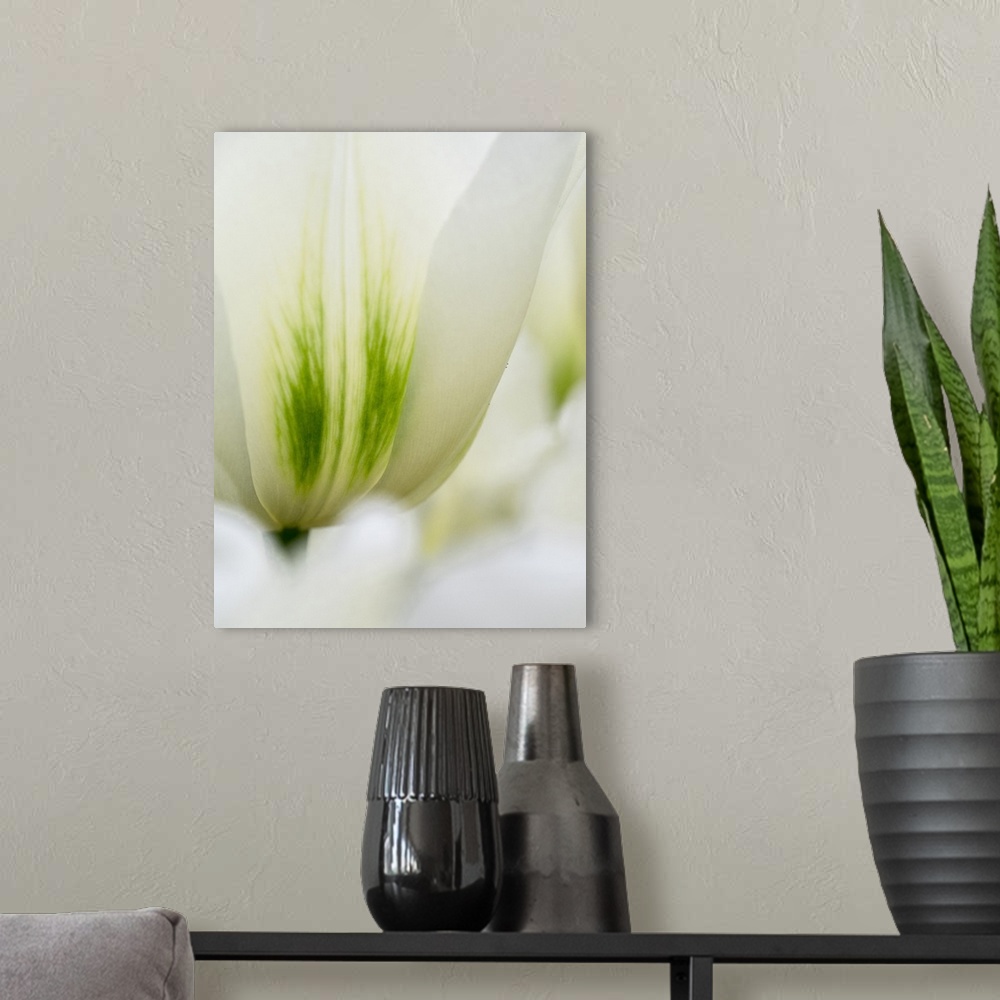 A modern room featuring Netherlands, Lisse. Closeup of a white and green tulip.