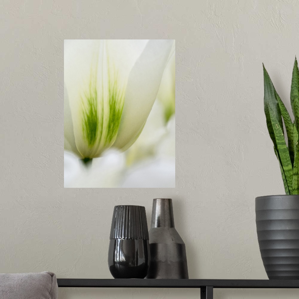 A modern room featuring Netherlands, Lisse. Closeup of a white and green tulip.