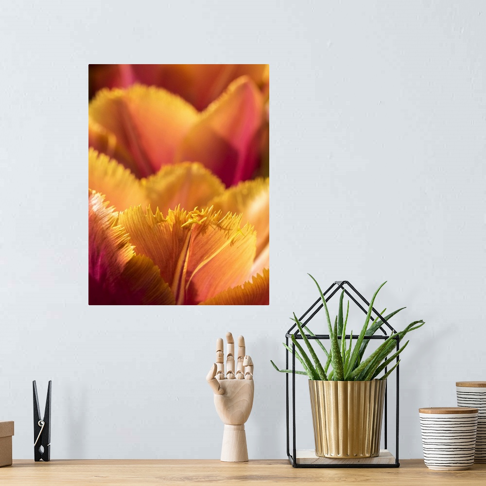 A bohemian room featuring Netherlands, Lisse. Closeup of an orange tulip flower.