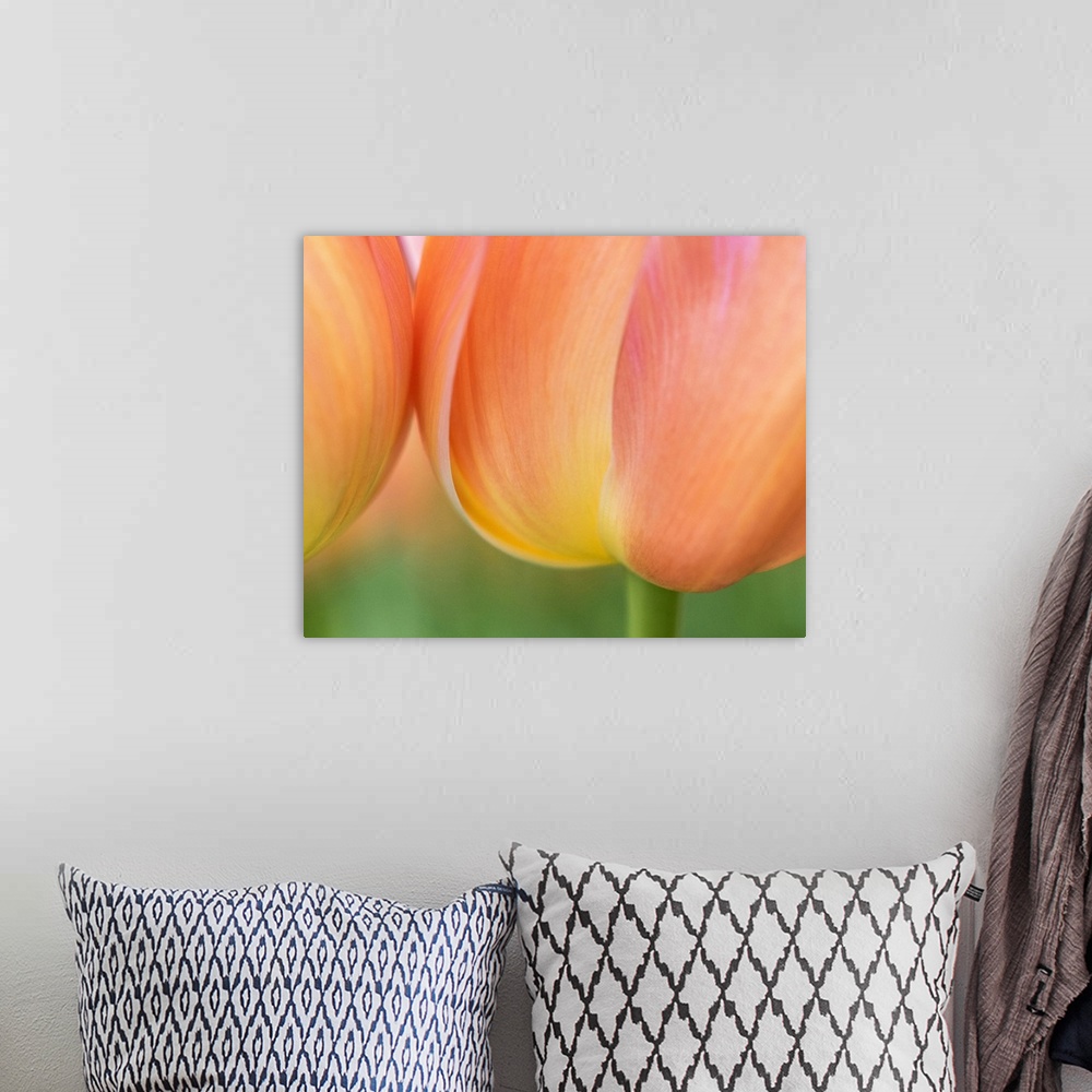A bohemian room featuring Netherlands, Lisse. Closeup of orange tulips.