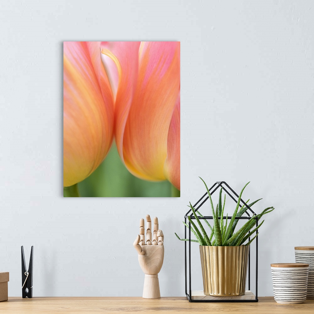 A bohemian room featuring Netherlands, Lisse. Closeup of orange tulips.