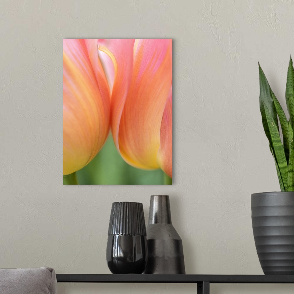 A modern room featuring Netherlands, Lisse. Closeup of orange tulips.