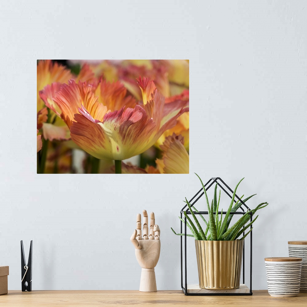 A bohemian room featuring Netherlands, Lisse. Closeup of orange variegated tulip flower.