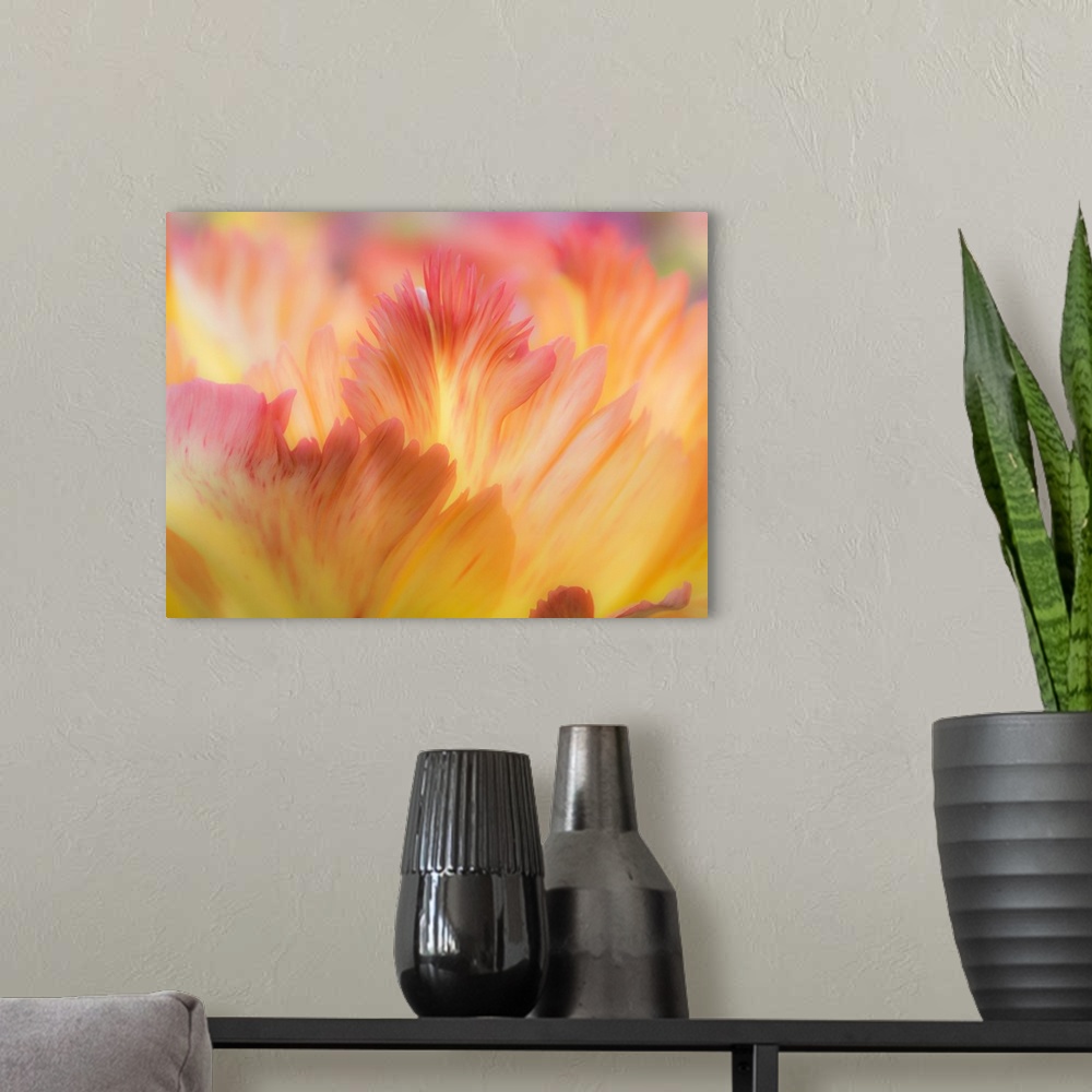 A modern room featuring Netherlands, Lisse. Closeup of orange variegated tulip flower.