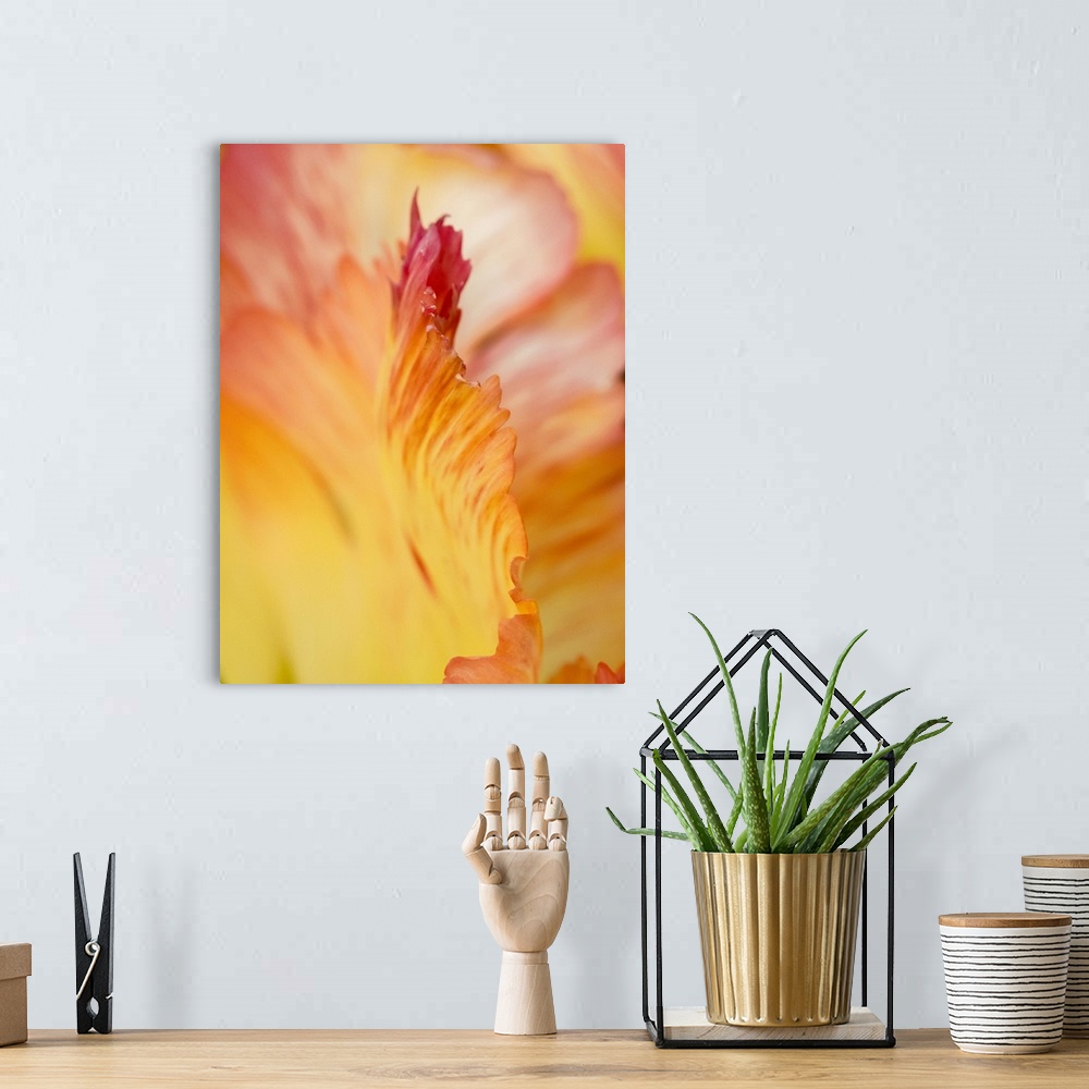 A bohemian room featuring Netherlands, Lisse. Closeup of orange variegated tulip flower.
