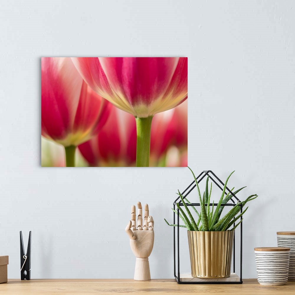 A bohemian room featuring Netherlands, Lisse. Closeup of pink and white tulip flower.