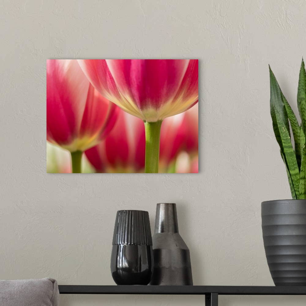 A modern room featuring Netherlands, Lisse. Closeup of pink and white tulip flower.
