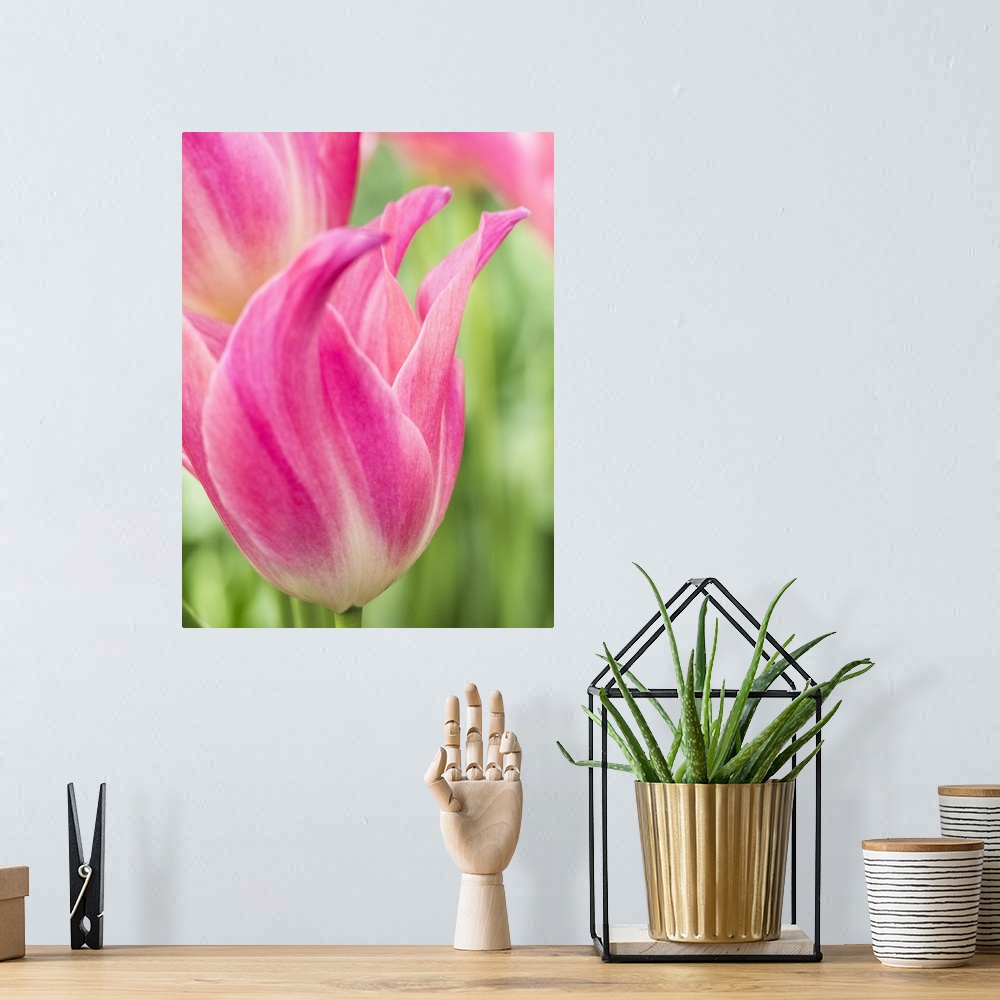 A bohemian room featuring Netherlands, Lisse. Closeup of pink tulip flower.