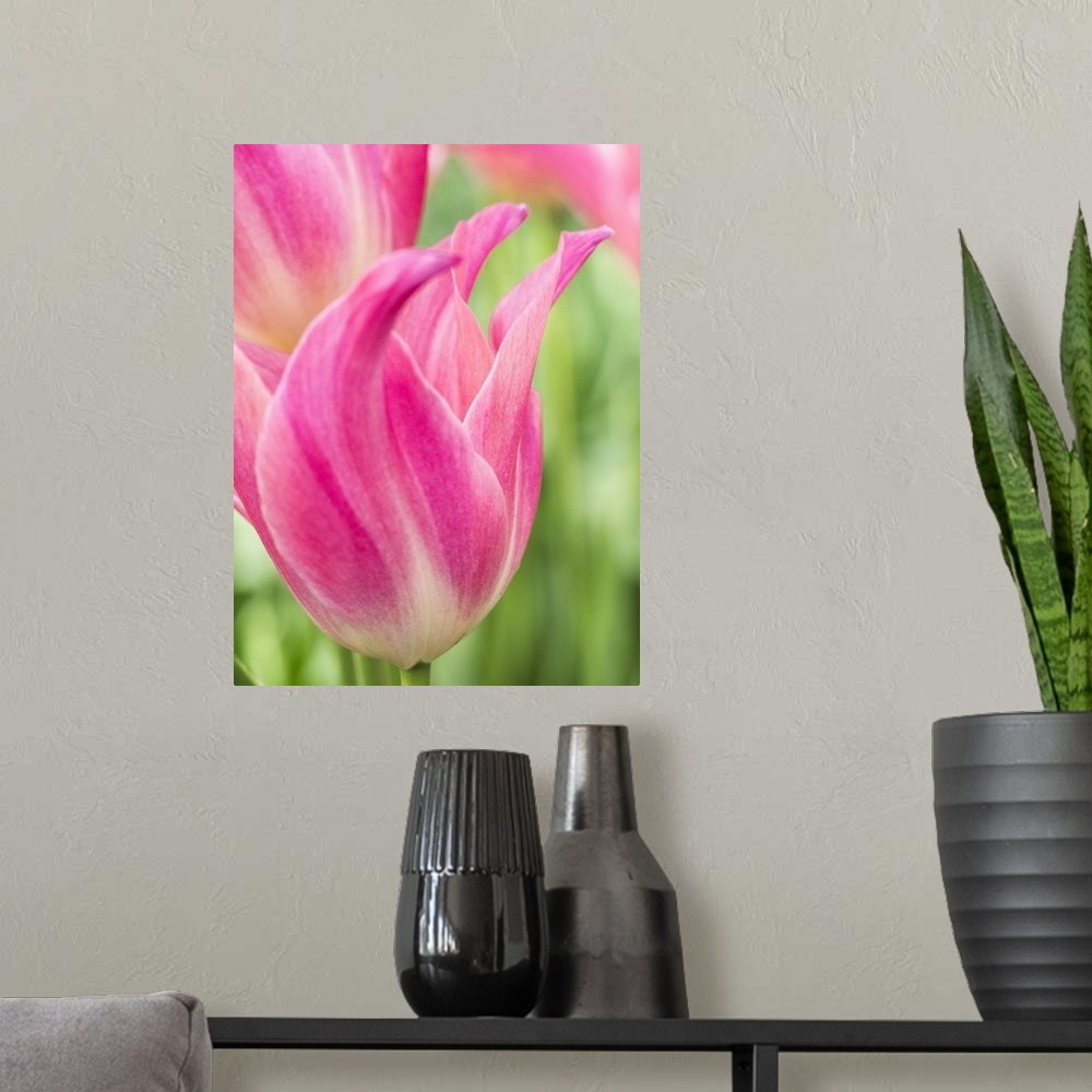 A modern room featuring Netherlands, Lisse. Closeup of pink tulip flower.