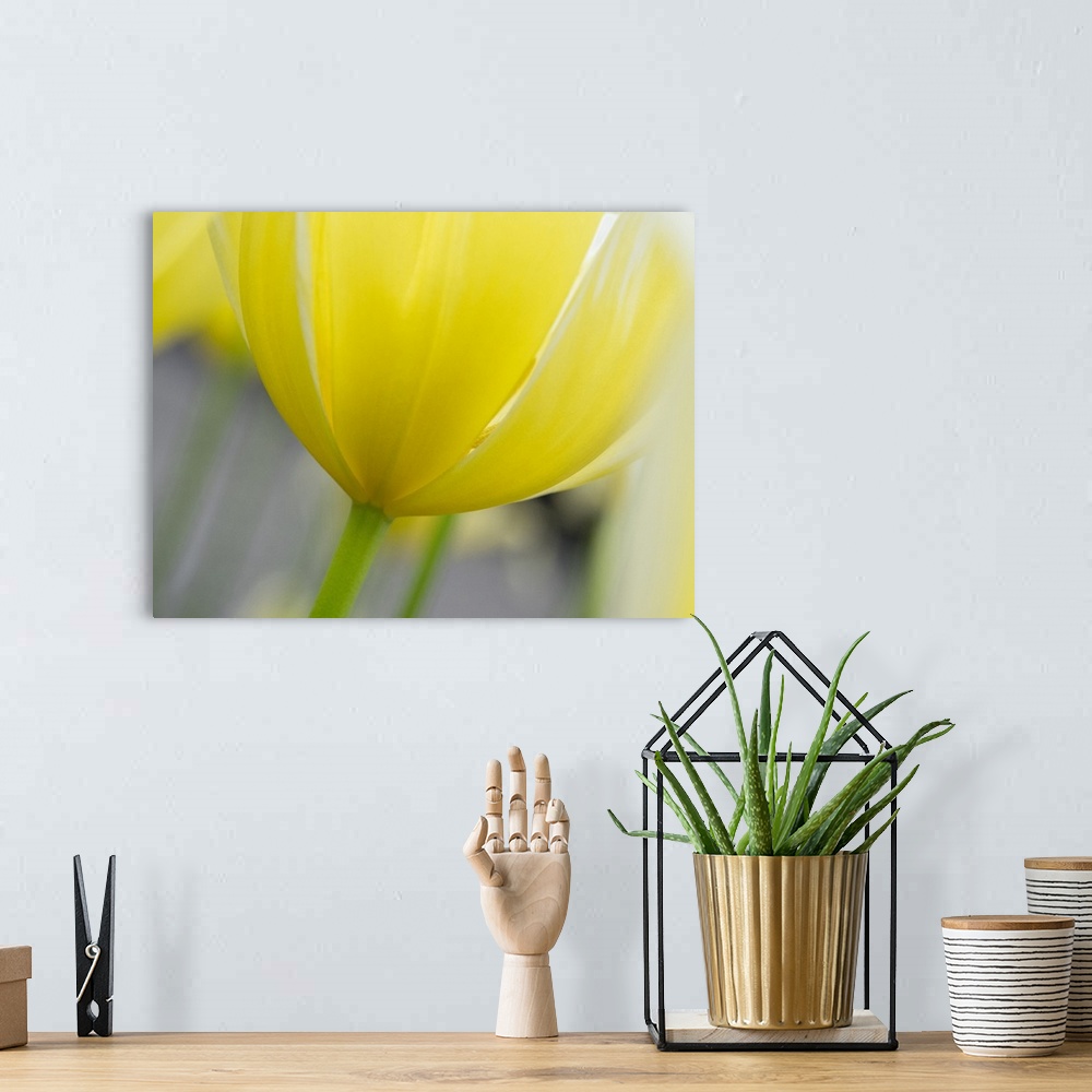 A bohemian room featuring Netherlands, Lisse. Closeup of the underside of a yellow tulip.