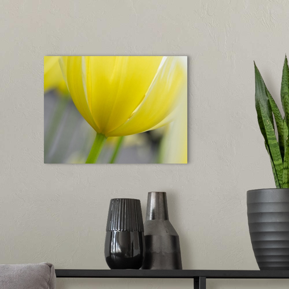 A modern room featuring Netherlands, Lisse. Closeup of the underside of a yellow tulip.