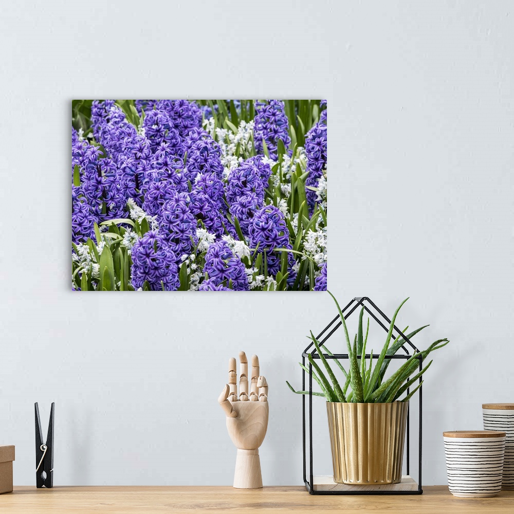 A bohemian room featuring Netherlands, Lisse. Display of purple hyacinths in a garden.