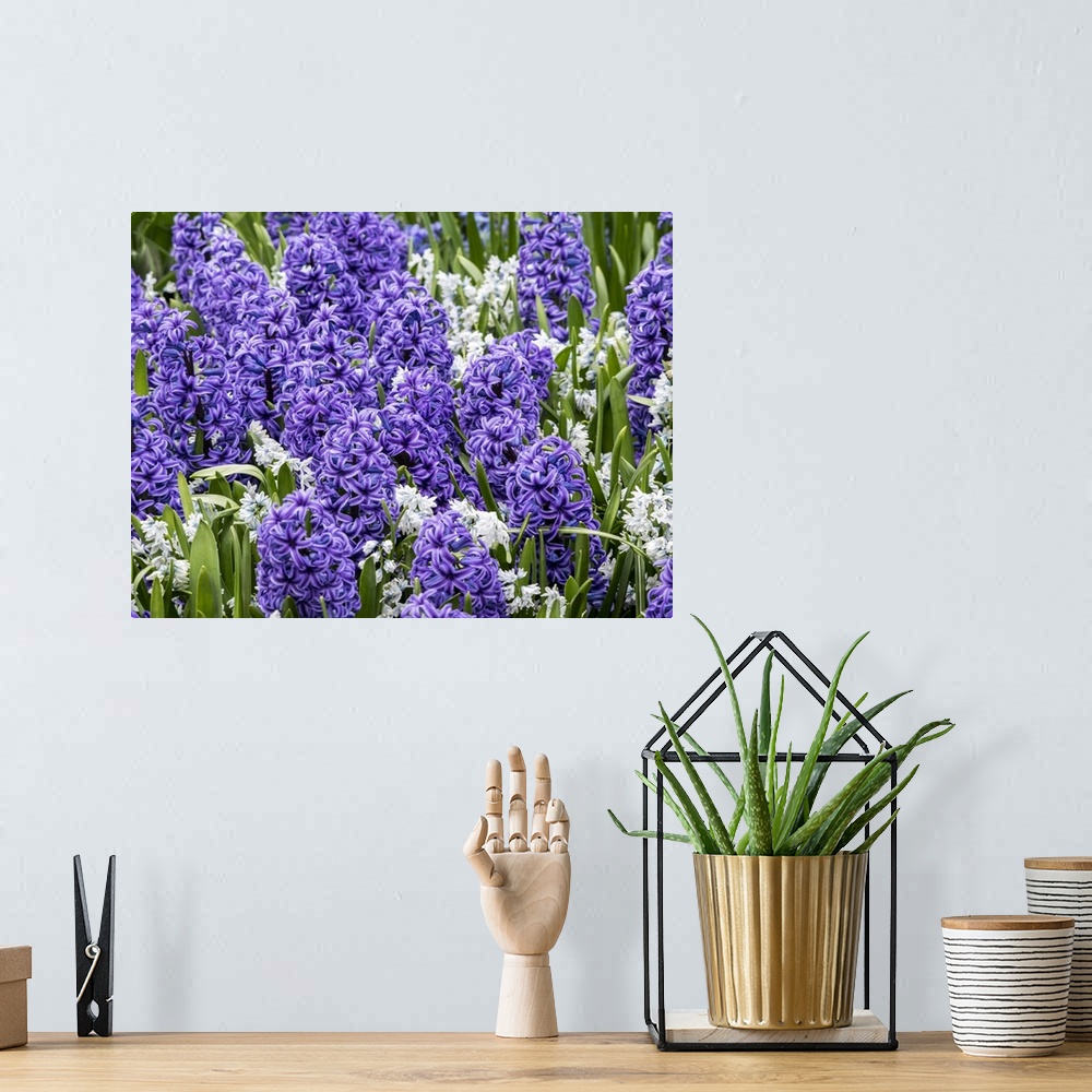 A bohemian room featuring Netherlands, Lisse. Display of purple hyacinths in a garden.