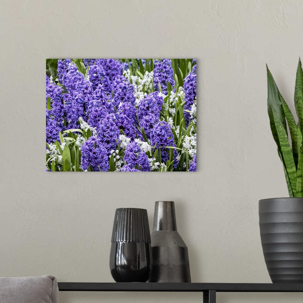 A modern room featuring Netherlands, Lisse. Display of purple hyacinths in a garden.