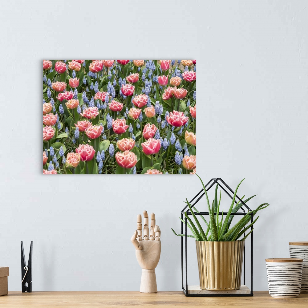 A bohemian room featuring Netherlands, Lisse. Pink parrot tulip and grape hyacinths display in a garden.