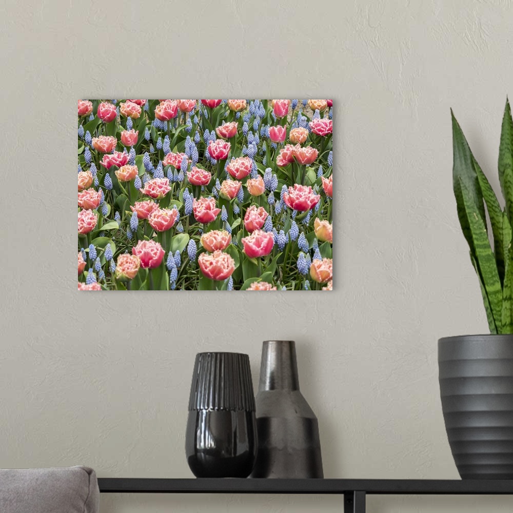 A modern room featuring Netherlands, Lisse. Pink parrot tulip and grape hyacinths display in a garden.
