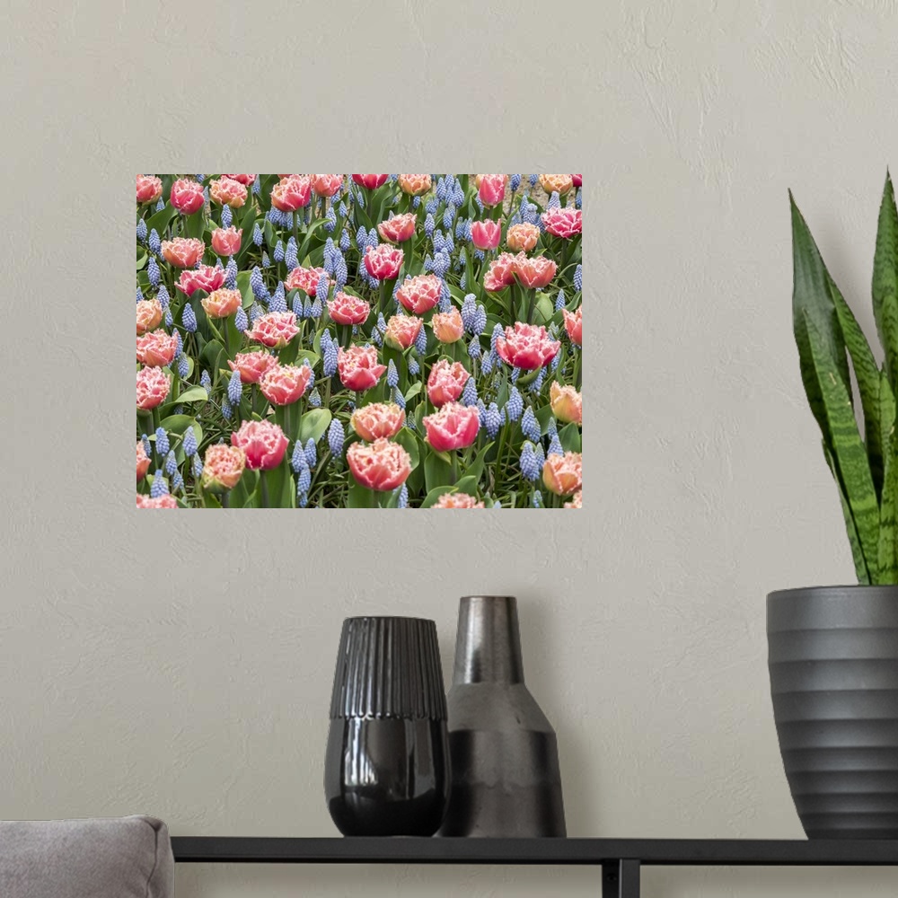 A modern room featuring Netherlands, Lisse. Pink parrot tulip and grape hyacinths display in a garden.